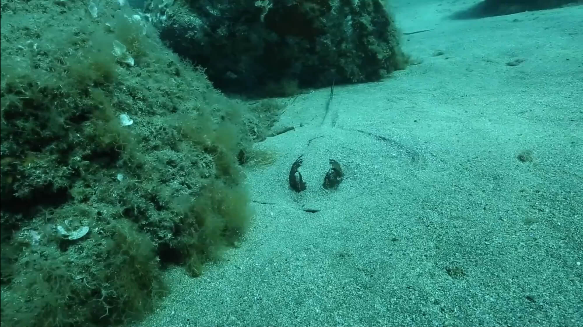 Plongée de suivi scientifique dans la réserve marine protégée de Cerbère-Banyuls (Pyrénées-Orientales).